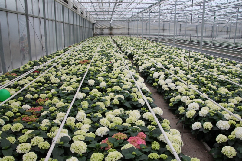 pepiniere-SPERACEDES-min_nursery-hydrangea-white-flowers-greenhouse-flower-1609210-pxhere.com